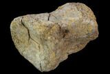 Fossil Hadrosaur (Kritosaur) Vertebra - Aguja Formation, Texas #97794-1
